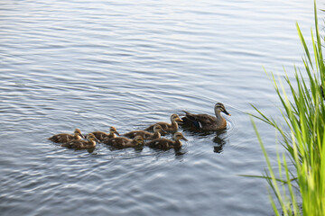 カルガモの親子