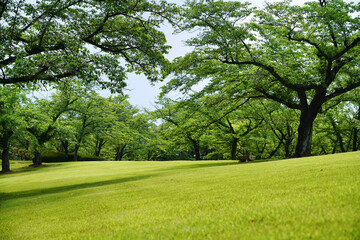 Fototapeta na wymiar 桜の木と斜めに傾斜する芝生