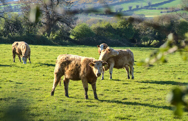 Obraz na płótnie Canvas Beautiful bright view of herd of brown cows peacefully grazing at local farm near Puck's Castle Ln, Ballycorus, County Dublin, Ireland. Irish farms. Selective focus