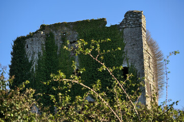 Beautiful closeup view of the mysterious Puck's Castle ruins covered with ivy (Hedera Helix) in...