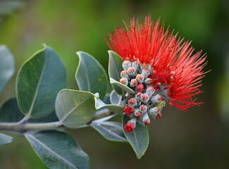 callistemon