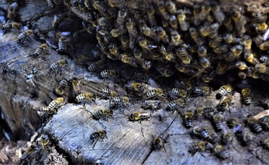 bee society in nature