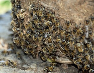 bees in the nest