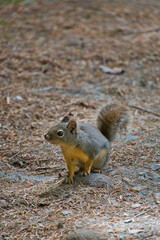 Douglas squirrel resting on the ground.   North Vancouver BC Canada
