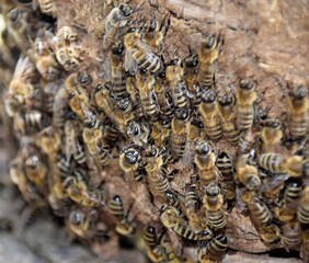 close up of a bee