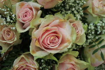 Pale Pink wedding roses