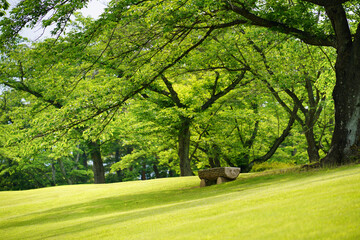 桜の木と斜めに傾斜する芝生