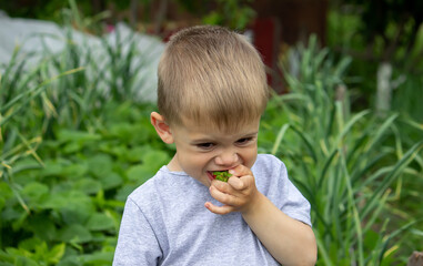 boy eating delicious strawberries. On the farm. Selective focus.