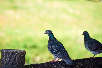 橋の欄干に佇む鳩