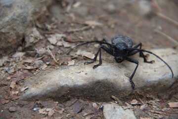 a barbel beetle sits on the ground