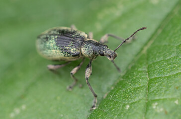 Nettle Weevil (Phyllobius pomaceus)