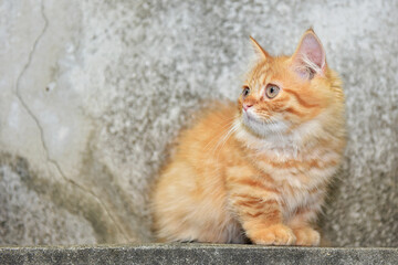 Yellow Tabby Munchkin Cat, KamphaengPhet Of Thailand.