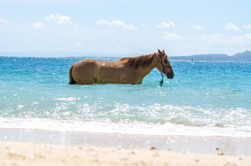 沖縄県伊江島のビーチで泳ぐ馬