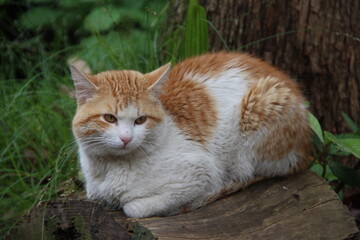 Naklejka na ściany i meble beautiful cat sitting on a tree stump