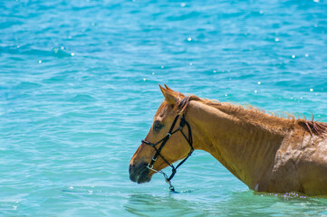沖縄県伊江島のビーチで泳ぐ馬