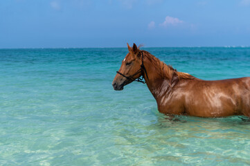 沖縄県伊江島のビーチで泳ぐ馬