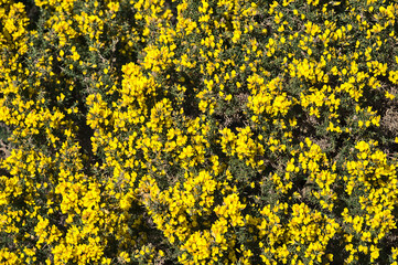 Beautiful closeup uniform background of yellow gorse (Ulex) wild peaky flowers growing everywhere in Ireland all the year round, Ballycorus, Co. Dublin, Ireland. High resolution