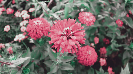 Red romantic flowers background for banner concept