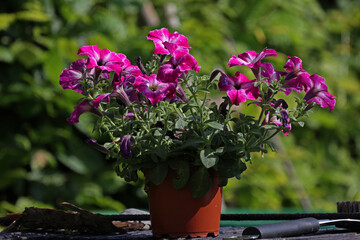 A pot of purple petunia stands in the garden