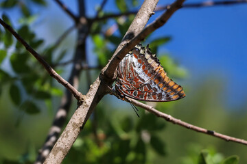 Two-tailed pasha (Charaxes jasius) butterfly - obrazy, fototapety, plakaty