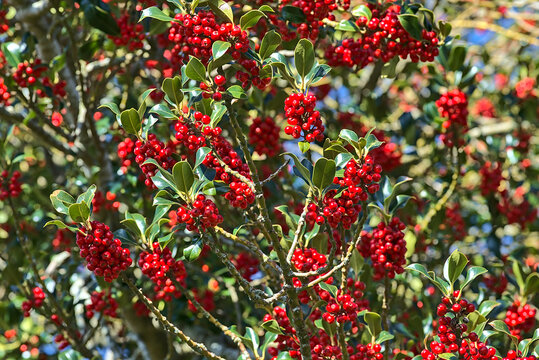 Beautiful bright background of spring red berries of holly tree (Ilex) with dark green leaves, Co. Dublin, Ireland. High resolution. Soft and selective focus