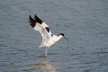 Avocet, Recurvirostra avosetta