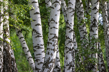 Birch trunks in a birch forest.