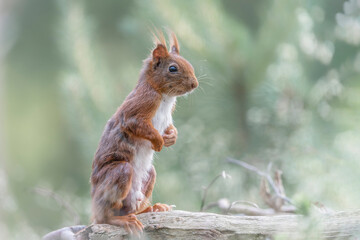 Eurasian red squirrel (Sciurus vulgaris) in the forest of Overijssel in the Netherlands.                                