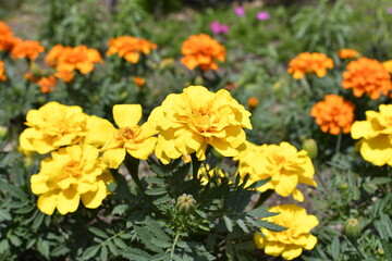 花壇の黄色