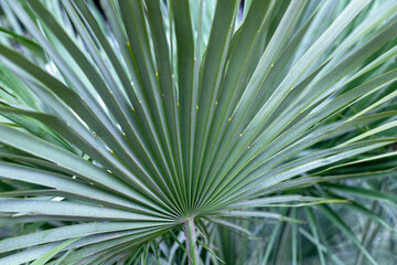 Photography of palm leaves green colour and line pattern