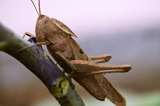 Santo Antonio do Monte, Brazil - Feb, 2021: The grasshoppers (Orthoptera: Acridoidea) are the largest superfamily of the orthopteran suborder Caelifera. This species (Tropidacris descampsi Carbonell) 