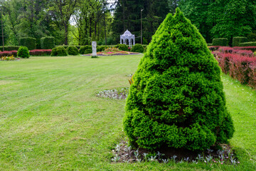 Fototapeta premium Park greenery in summer. High resolution photo of bush