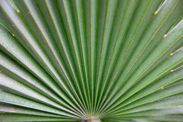 Photography of palm leaves green colour and line pattern