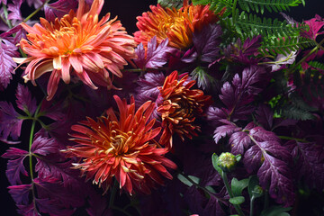 red asters and violet foliage, dark background, flower arrangement, close-up.