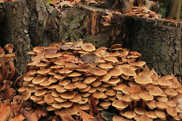 Mushrooms in a fall forest