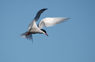 Common tern, Sterna hirundo