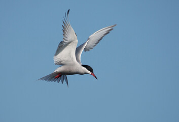Common tern, Sterna hirundo