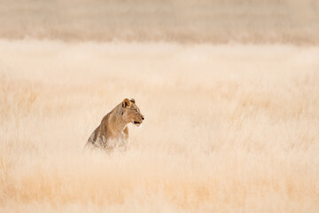Fototapeta na wymiar Female Lion