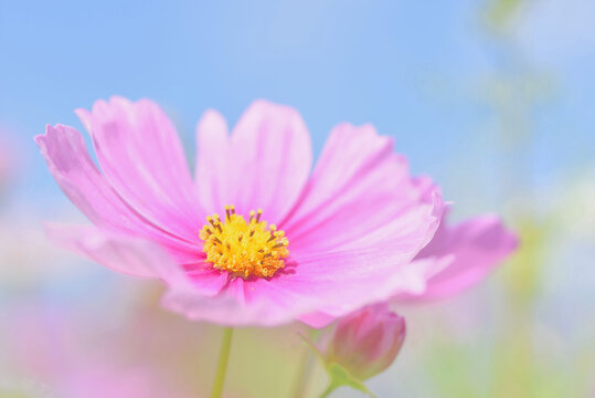 キリン花園 の画像 5 件の Stock 写真 ベクターおよびビデオ Adobe Stock