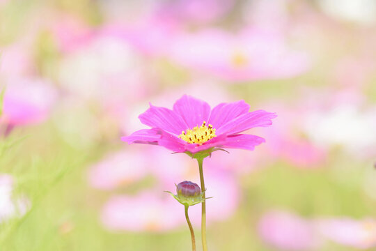 キリン花園 の画像 5 件の Stock 写真 ベクターおよびビデオ Adobe Stock