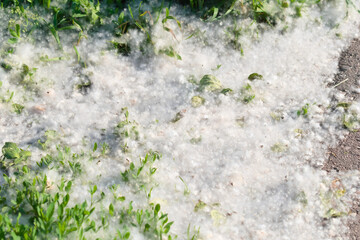 Fluffy poplar seeds among grass