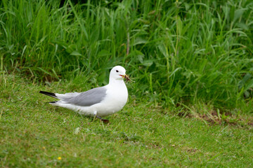 Kiitiwake, Rissa tridactyla