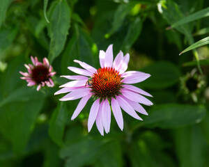 purple coneflower has opened in the back garden