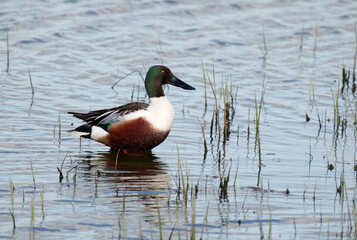Northern shoveler, Spatula clypeata