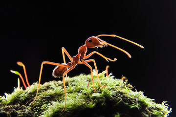 Ants or Oecoephylla smaradgina