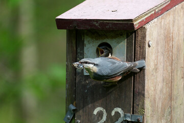Nuthatch, Sitta europaea
