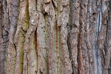 View of the bark of a tree, texture, background, blank for designers.