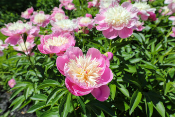 Spring blooming pink and white peony.