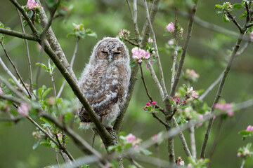 Tawny owl, Strix aluco