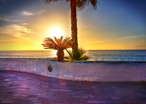 Sunset Palmtree